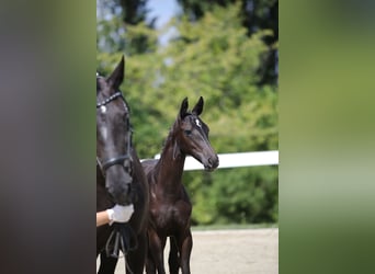 Caballo de deporte alemán, Yegua, 3 años, 168 cm, Morcillo