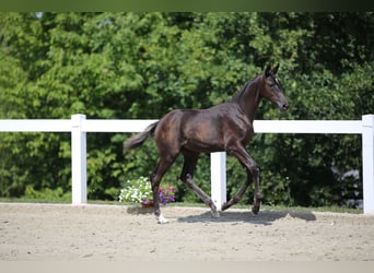 Caballo de deporte alemán, Yegua, 3 años, 168 cm, Morcillo