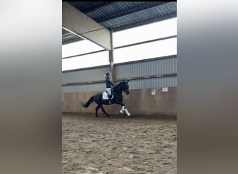 Caballo de deporte alemán, Yegua, 3 años, 168 cm, Morcillo