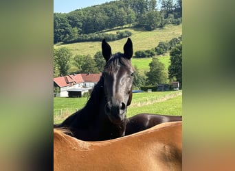 Caballo de deporte alemán, Yegua, 3 años, 168 cm, Negro