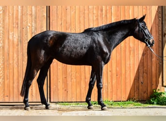 Caballo de deporte alemán, Yegua, 3 años, 168 cm, Negro