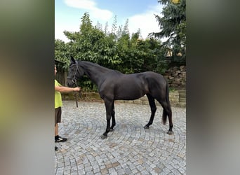 Caballo de deporte alemán, Yegua, 3 años, 168 cm, Negro