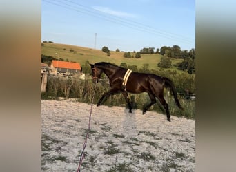 Caballo de deporte alemán, Yegua, 3 años, 168 cm, Negro