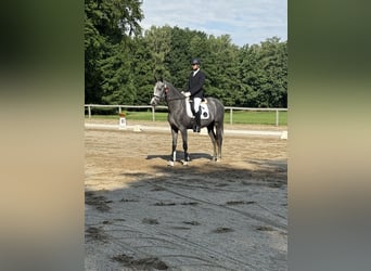 Caballo de deporte alemán, Yegua, 3 años, 168 cm, Tordo