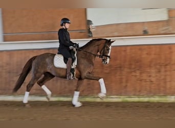 Caballo de deporte alemán, Yegua, 3 años, 169 cm, Alazán-tostado