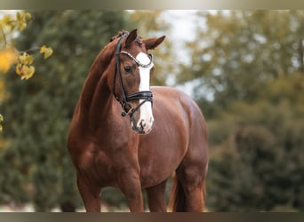 Caballo de deporte alemán, Yegua, 3 años, 169 cm, Alazán-tostado