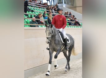 Caballo de deporte alemán, Yegua, 3 años, 169 cm, Tordo