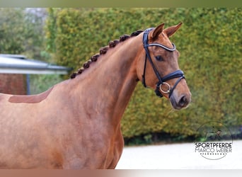 Caballo de deporte alemán, Yegua, 3 años, 170 cm, Alazán-tostado