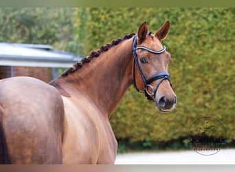 Caballo de deporte alemán, Yegua, 3 años, 170 cm, Alazán-tostado