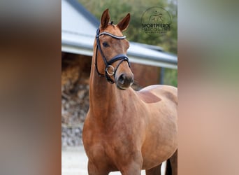 Caballo de deporte alemán, Yegua, 3 años, 170 cm, Alazán-tostado