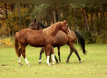 Caballo de deporte alemán, Yegua, 3 años, 170 cm, Alazán-tostado