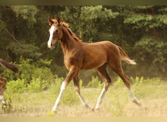 Caballo de deporte alemán, Yegua, 3 años, 170 cm, Alazán-tostado