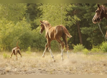 Caballo de deporte alemán, Yegua, 3 años, 170 cm, Alazán-tostado