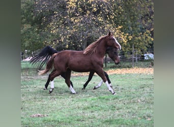 Caballo de deporte alemán, Yegua, 3 años, 170 cm, Alazán-tostado