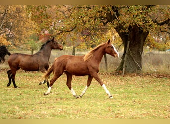 Caballo de deporte alemán, Yegua, 3 años, 170 cm, Alazán-tostado