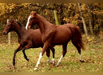 Caballo de deporte alemán, Yegua, 3 años, 170 cm, Alazán-tostado