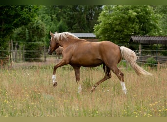 Caballo de deporte alemán, Yegua, 3 años, 170 cm, Palomino