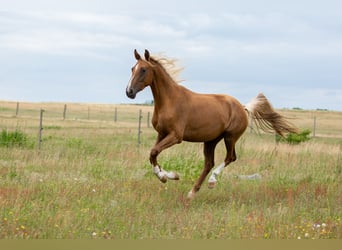 Caballo de deporte alemán, Yegua, 3 años, 170 cm, Palomino