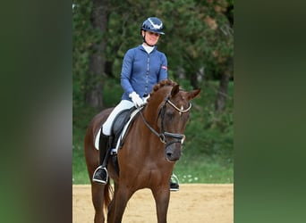 Caballo de deporte alemán, Yegua, 3 años, 171 cm, Alazán-tostado
