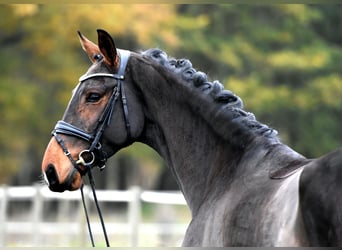 Caballo de deporte alemán, Yegua, 3 años, 171 cm, Castaño