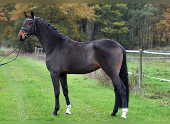 Caballo de deporte alemán, Yegua, 3 años, 171 cm, Castaño