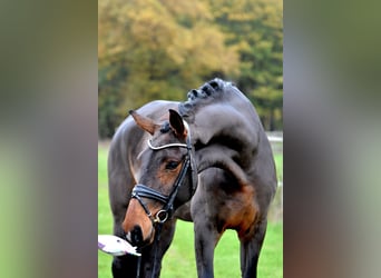 Caballo de deporte alemán, Yegua, 3 años, 171 cm, Castaño