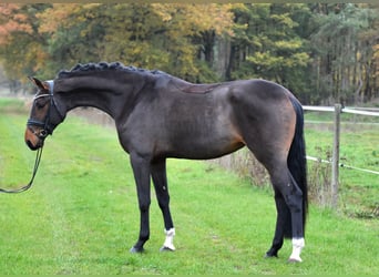 Caballo de deporte alemán, Yegua, 3 años, 171 cm, Castaño