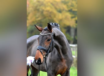 Caballo de deporte alemán, Yegua, 3 años, 171 cm, Castaño