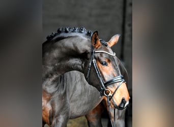 Caballo de deporte alemán, Yegua, 3 años, 171 cm, Castaño