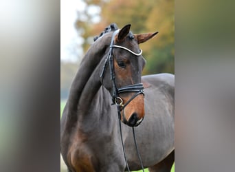 Caballo de deporte alemán, Yegua, 3 años, 171 cm, Castaño