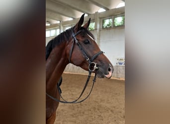 Caballo de deporte alemán, Yegua, 3 años, 171 cm, Castaño