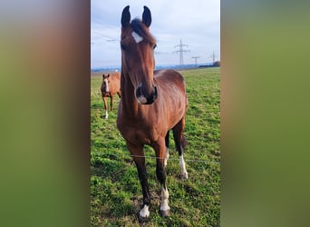 Caballo de deporte alemán, Yegua, 3 años, 171 cm, Castaño