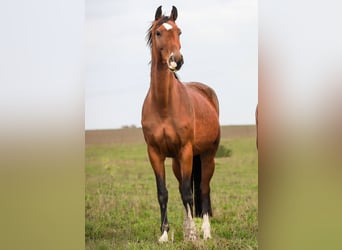 Caballo de deporte alemán, Yegua, 3 años, 171 cm, Castaño