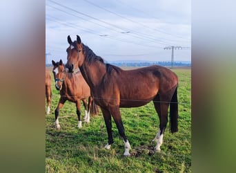 Caballo de deporte alemán, Yegua, 3 años, 171 cm, Castaño