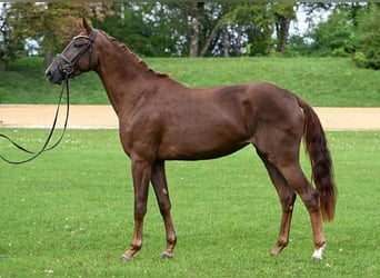 Caballo de deporte alemán, Yegua, 3 años, 172 cm, Alazán-tostado