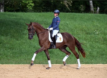 Caballo de deporte alemán, Yegua, 3 años, 172 cm, Alazán-tostado