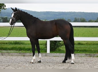Caballo de deporte alemán, Yegua, 3 años, 172 cm, Castaño oscuro
