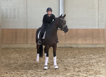 Caballo de deporte alemán, Yegua, 3 años, 172 cm, Castaño oscuro