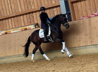 Caballo de deporte alemán, Yegua, 3 años, 172 cm, Castaño oscuro