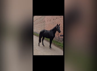 Caballo de deporte alemán, Yegua, 3 años, 172 cm, Negro