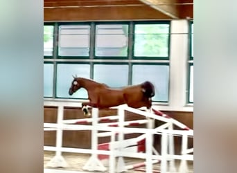 Caballo de deporte alemán, Yegua, 3 años, 174 cm, Alazán