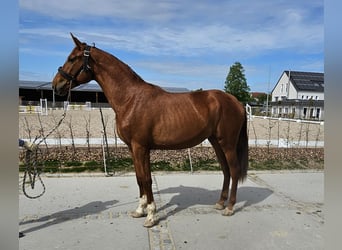 Caballo de deporte alemán, Yegua, 3 años, 175 cm, Alazán