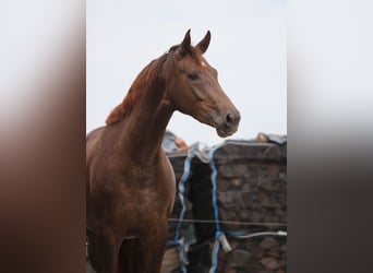Caballo de deporte alemán, Yegua, 3 años, 175 cm, Alazán-tostado
