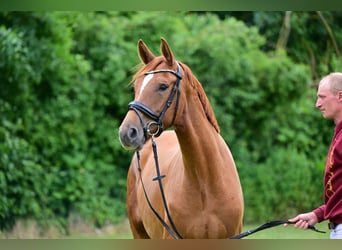 Caballo de deporte alemán, Yegua, 3 años, Alazán