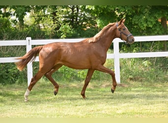 Caballo de deporte alemán, Yegua, 3 años, Alazán-tostado