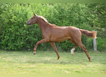 Caballo de deporte alemán, Yegua, 3 años, Alazán-tostado