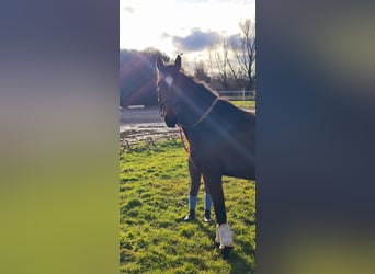 Caballo de deporte alemán, Yegua, 3 años, Castaño