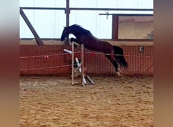 Caballo de deporte alemán, Yegua, 3 años, Castaño