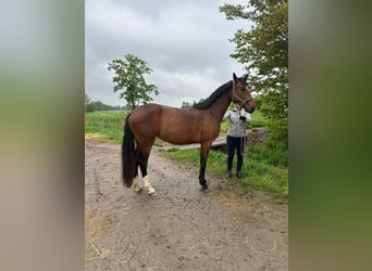 Caballo de deporte alemán, Yegua, 3 años, Castaño