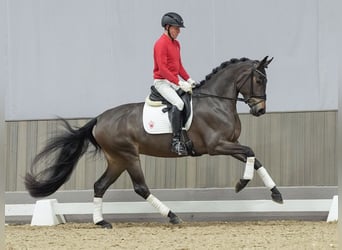 Caballo de deporte alemán, Yegua, 3 años, Castaño oscuro